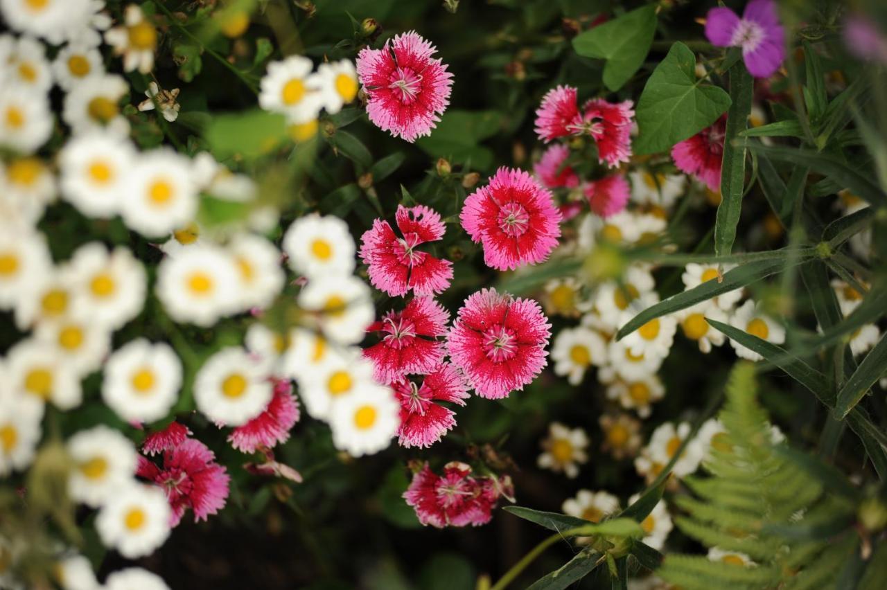 Rose Farm Bed & Breakfast Honiton Bagian luar foto