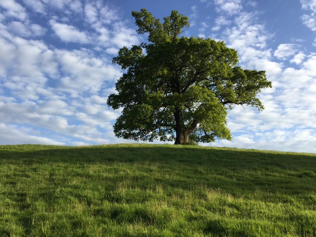 Rose Farm Bed & Breakfast Honiton Bagian luar foto