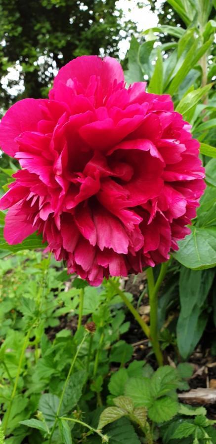 Rose Farm Bed & Breakfast Honiton Bagian luar foto