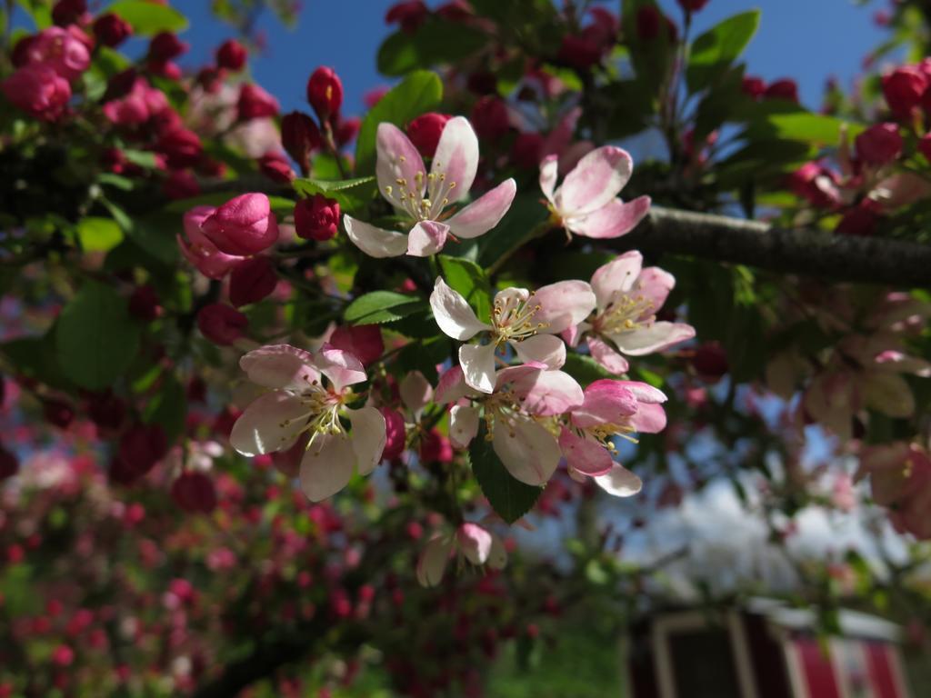 Rose Farm Bed & Breakfast Honiton Bagian luar foto