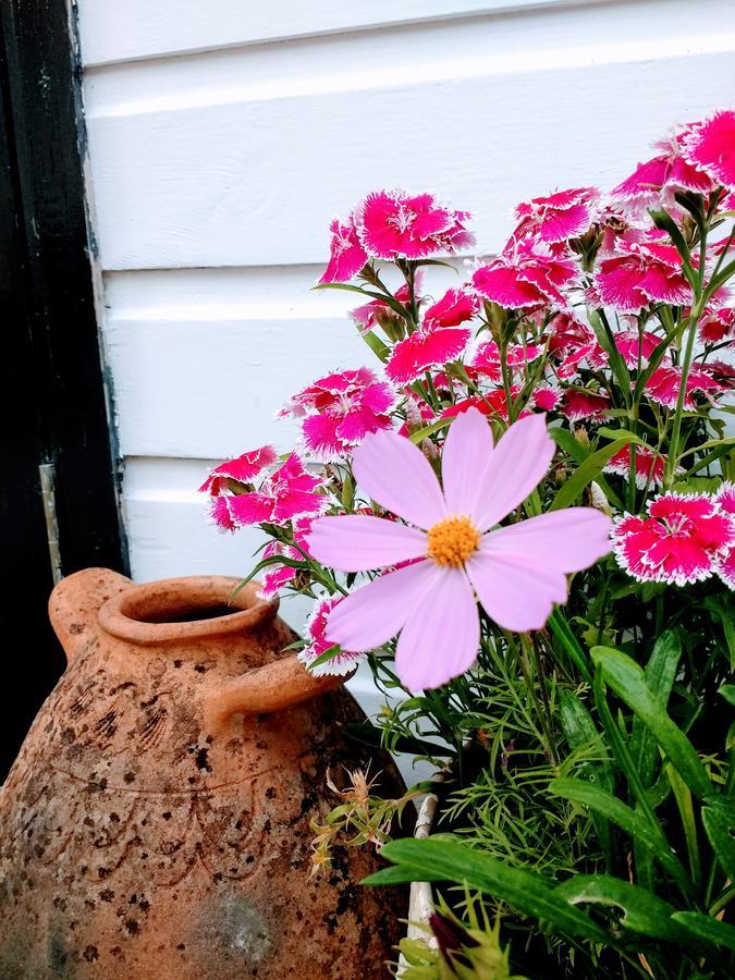 Rose Farm Bed & Breakfast Honiton Bagian luar foto